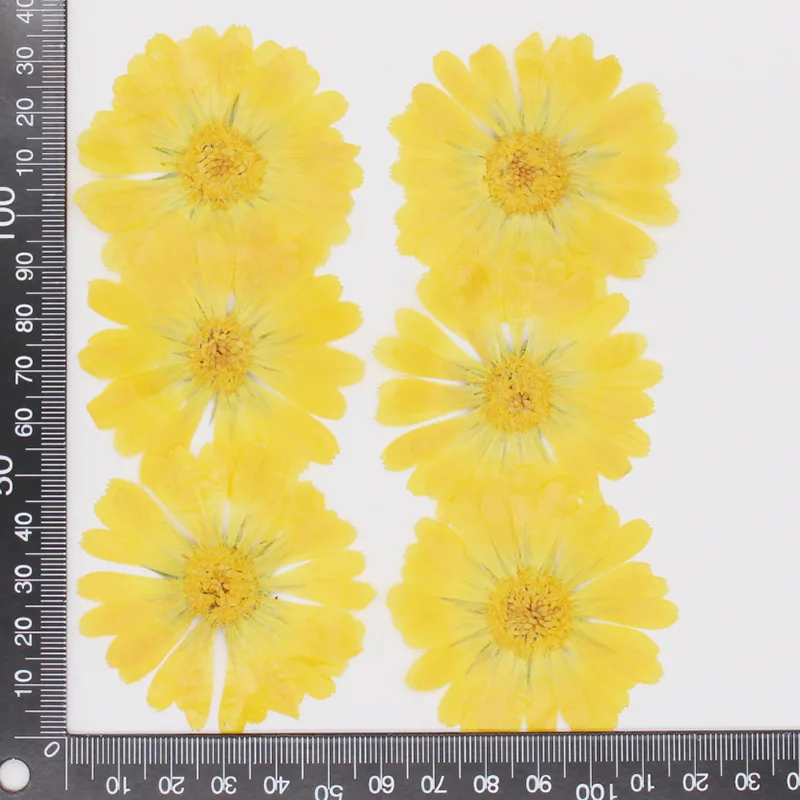 3~6CM/24PCS Real Natural Dried Mini Pressed Calendula Officinalis Flowers Heads For Resin Jewellery,Wedding Invitations,Nails