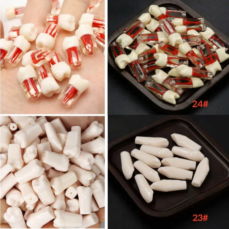 20 Pcs Dental Endo Teeth Root Canal Pulp Cavity Practice Tooth Model RCT Endodontic Training M8006 Dentistry Teaching