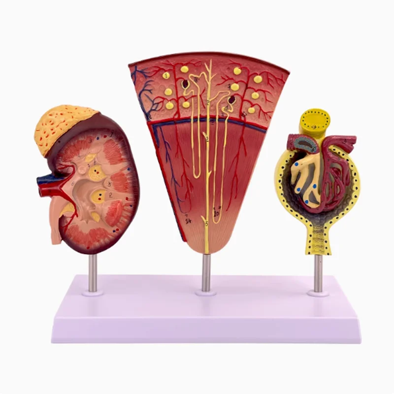 

Kidney Model Structure Glomerulus Anatomical Model Urinary System For School Teaching Display Lab Demonstration Medical Study