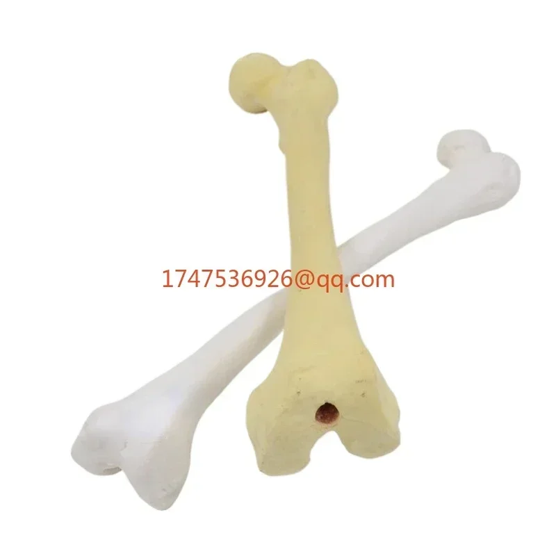 1:1 human simulated bone femoral head, medical teaching bone model