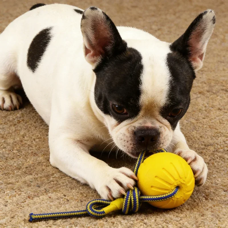Schwimmendes Hundespielzeug aus EVA-Schaum, bissfester Seilball für Outdoor-Training, Kauspiel, interaktives Haustierspielzeug für Welpen, große Hunde