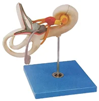 

Enlarged Model of Inner Ear Labyrinth Medical Science Education Simulator Teaching Aids for Medicine College Biology and Hospita