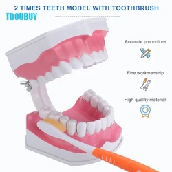 Modelo de dientes para niños, 2 veces, modelo de dientes grandes con cepillo de dientes, modelo Dental de gran tamaño para cepillado de dientes