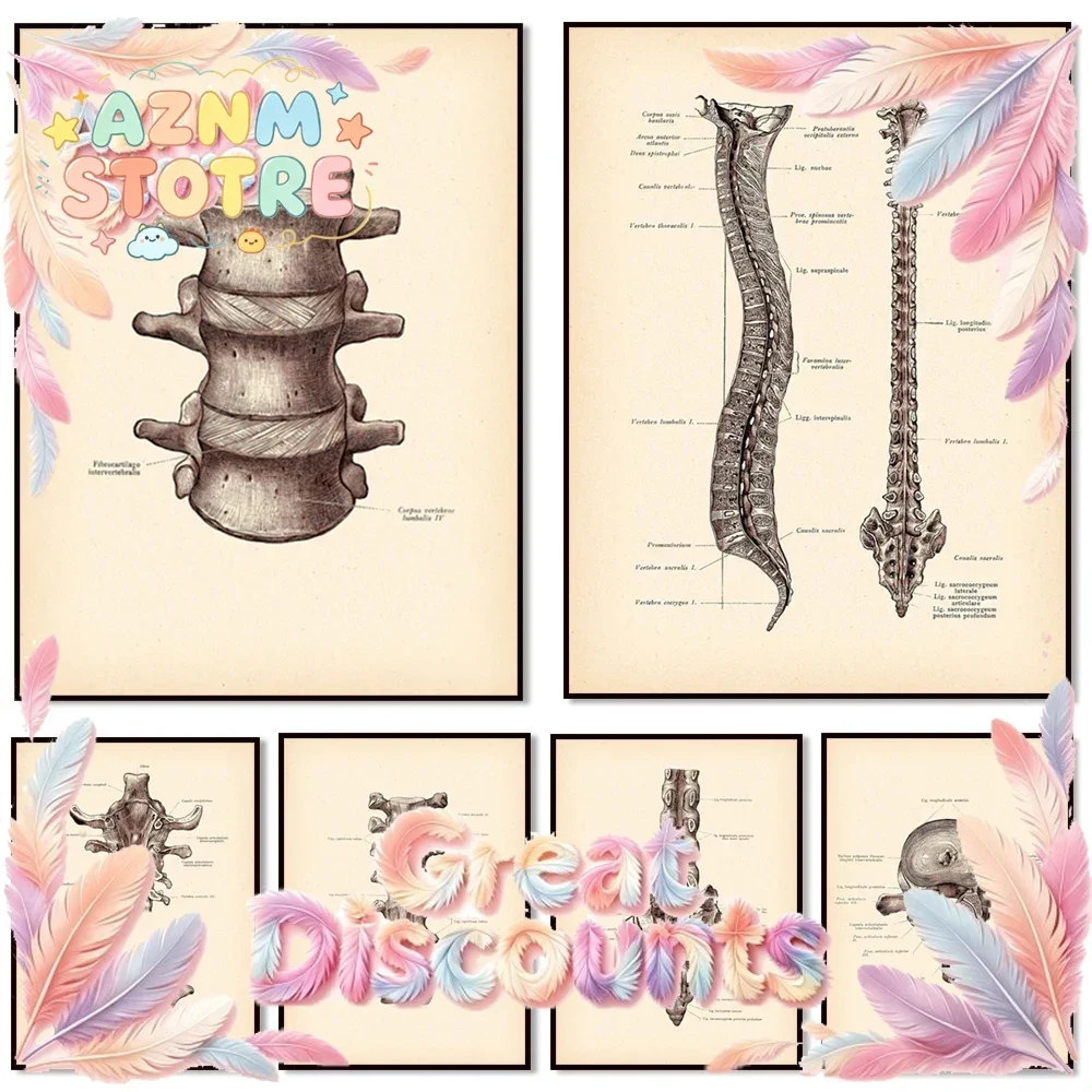 Spine Anatomy Print, Spine, Spine Structure Vintage Poster, Medical Art, Chiropractor Gift, Physiotherapist Gift
