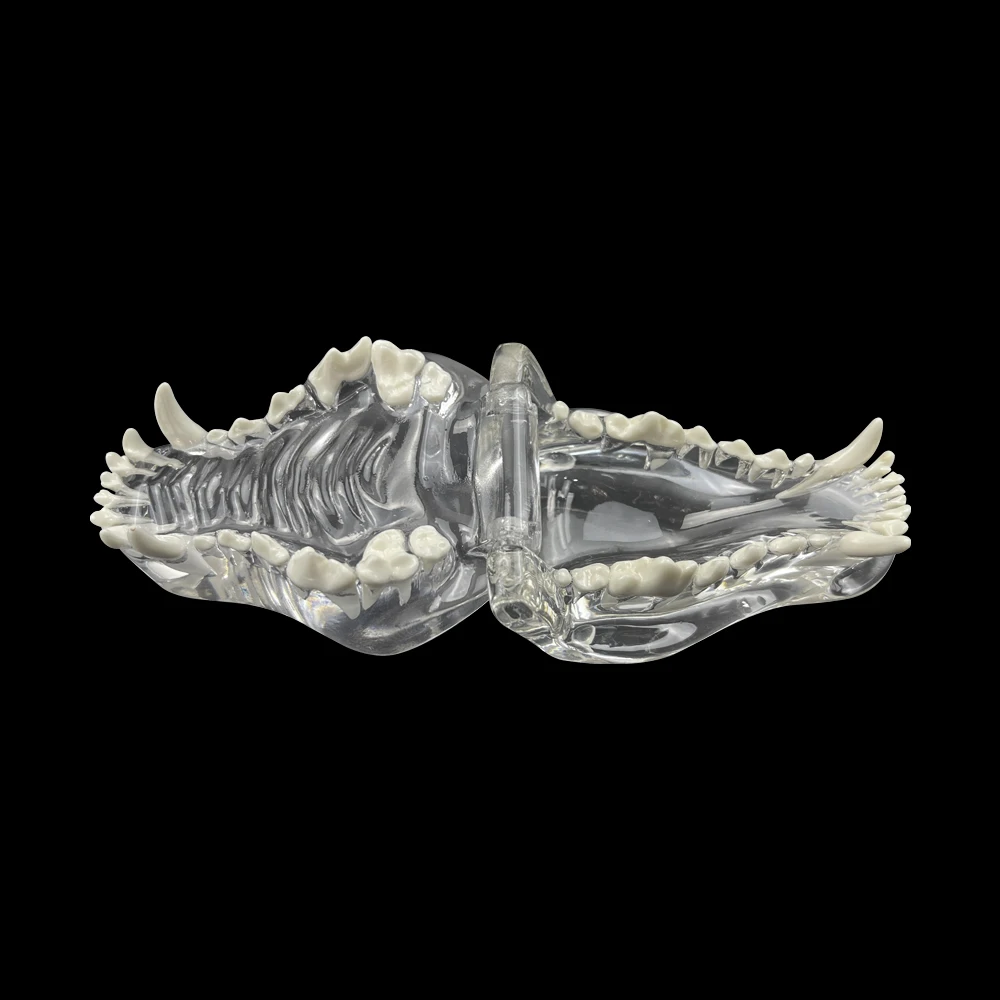 Dentistry Canine Dog Teeth Model Resin Transparent Animals Pet Oral Dental Model For Teaching Education Demo Veterinary Studying