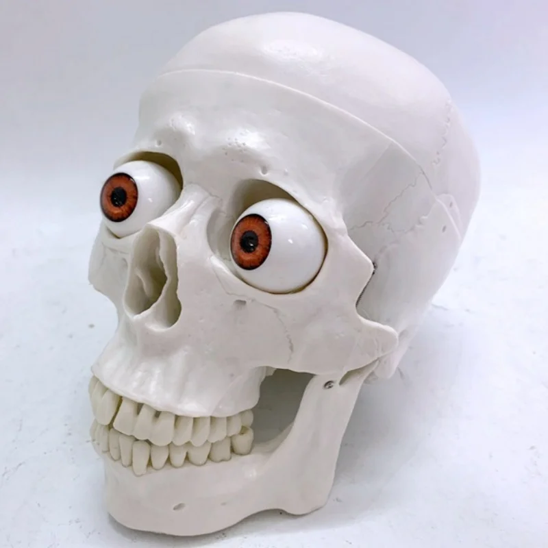 نموذج جمجمة مع عيون رأس جمجمة عظام تعليم الفيلم والتلفزيون لعبة مضحكة رسم #5