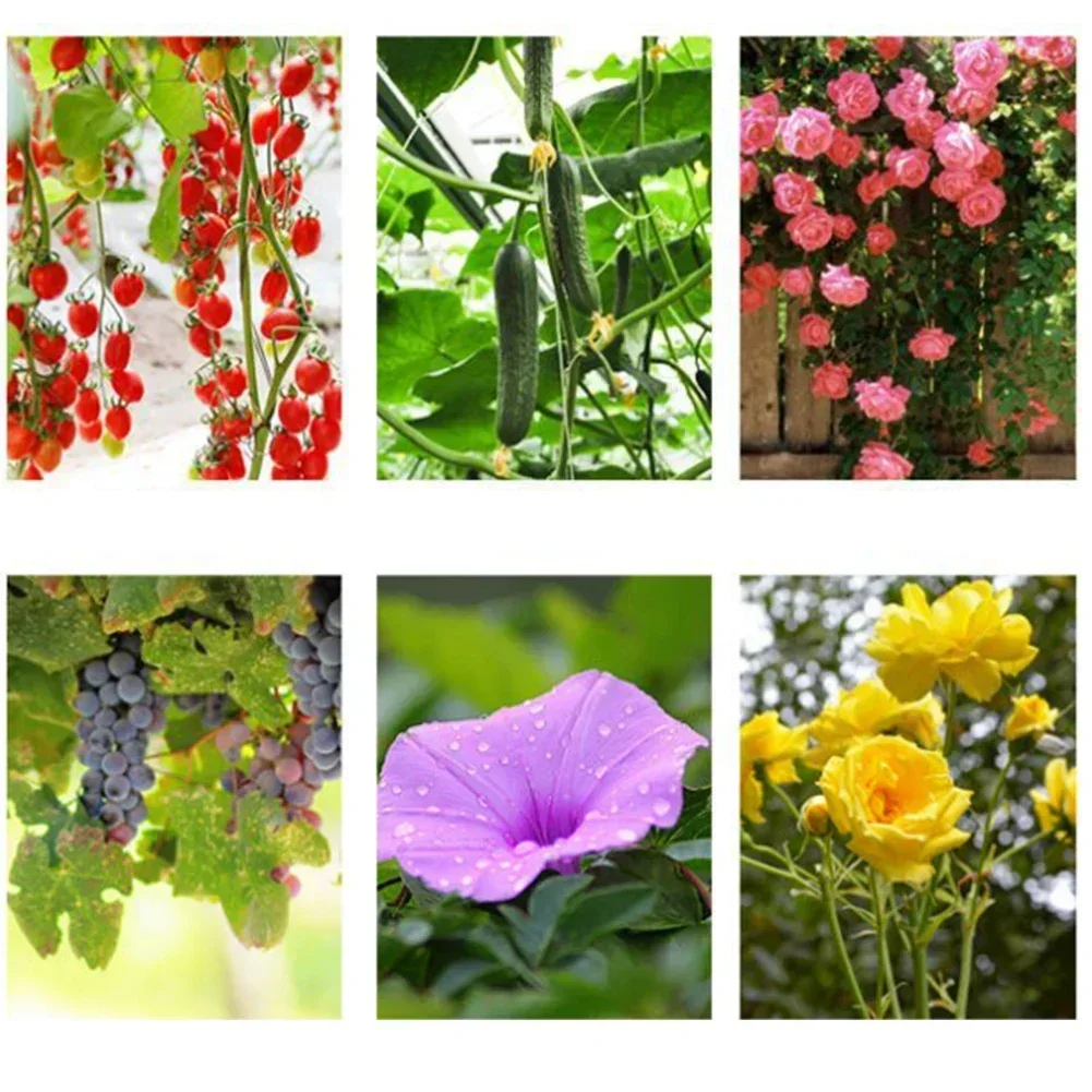 Efficient Tomato Cages and Trellises for Climbing Plants Enhance Airflow and Sunlight Exposure for Better Growth