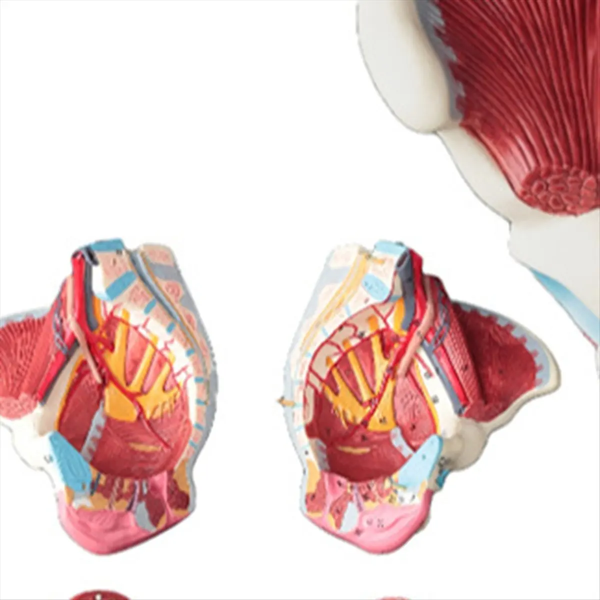 AA83 Disassembled Female Pelvis Anatomy Model PVC Female Pelvis with Floor Muscle,Nerves Model Lab Supplies,Uterine Pelvic