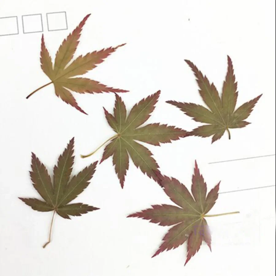 120pcs Dried Pressed Natural 2-4cm Maple Leaf Plant Herbarium For Jewelry Bookmark Postcard Phone Case Invitation Card DIY