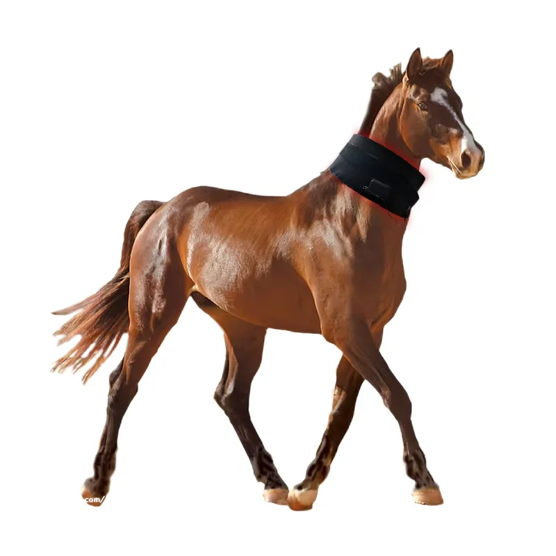

Pulse Wireless Horse Head Leg Feet Light Therapy Hoof Horse Class 4 Laser Therapy Equine Redlight Therapy Horse