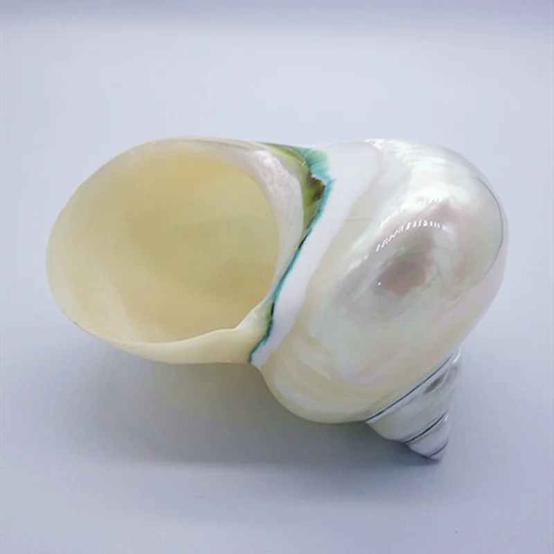 Polished White Jade Turbo Sea Shell, Huge Hermit Crab Mother-of-Pearl Sea Shells  House for Décor Beach Crafts Nautical Decor