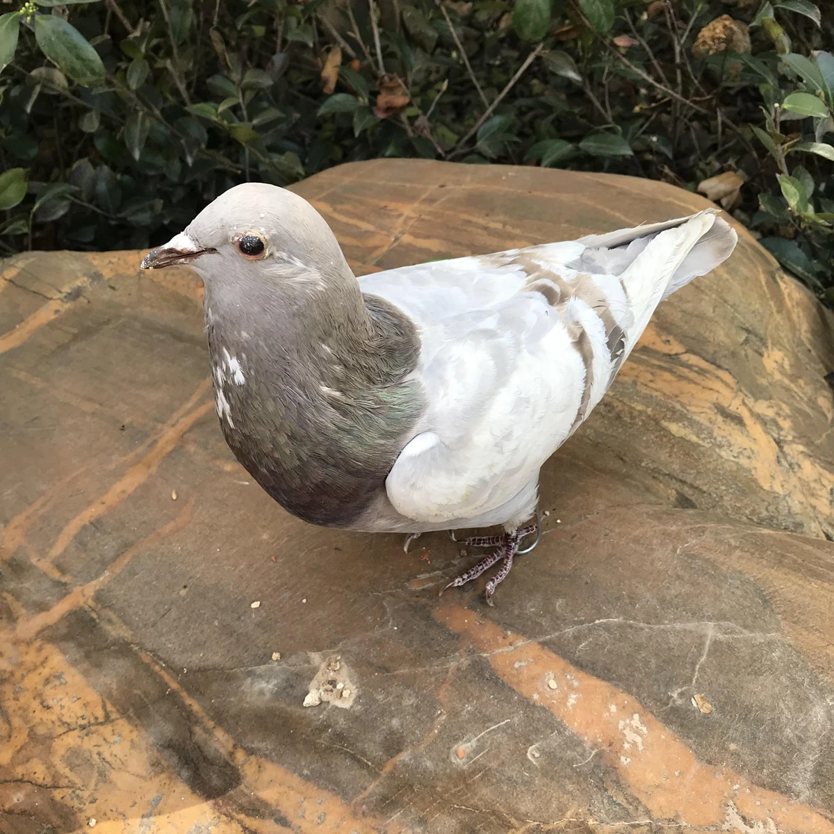 1Pcs real Taxidermy Eurasian gray pigeon Columba specimen Teaching / Decoration