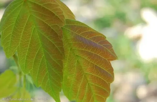 

High Heel Shoe Wine Bottle Holder Stylish Rack Gift Basket Accessory for Home Bar Tool