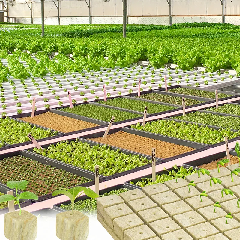 

50 шт. кубики из камня для стартовых пробок для семян гидропоники, губка для проращивания, средства для выращивания растений