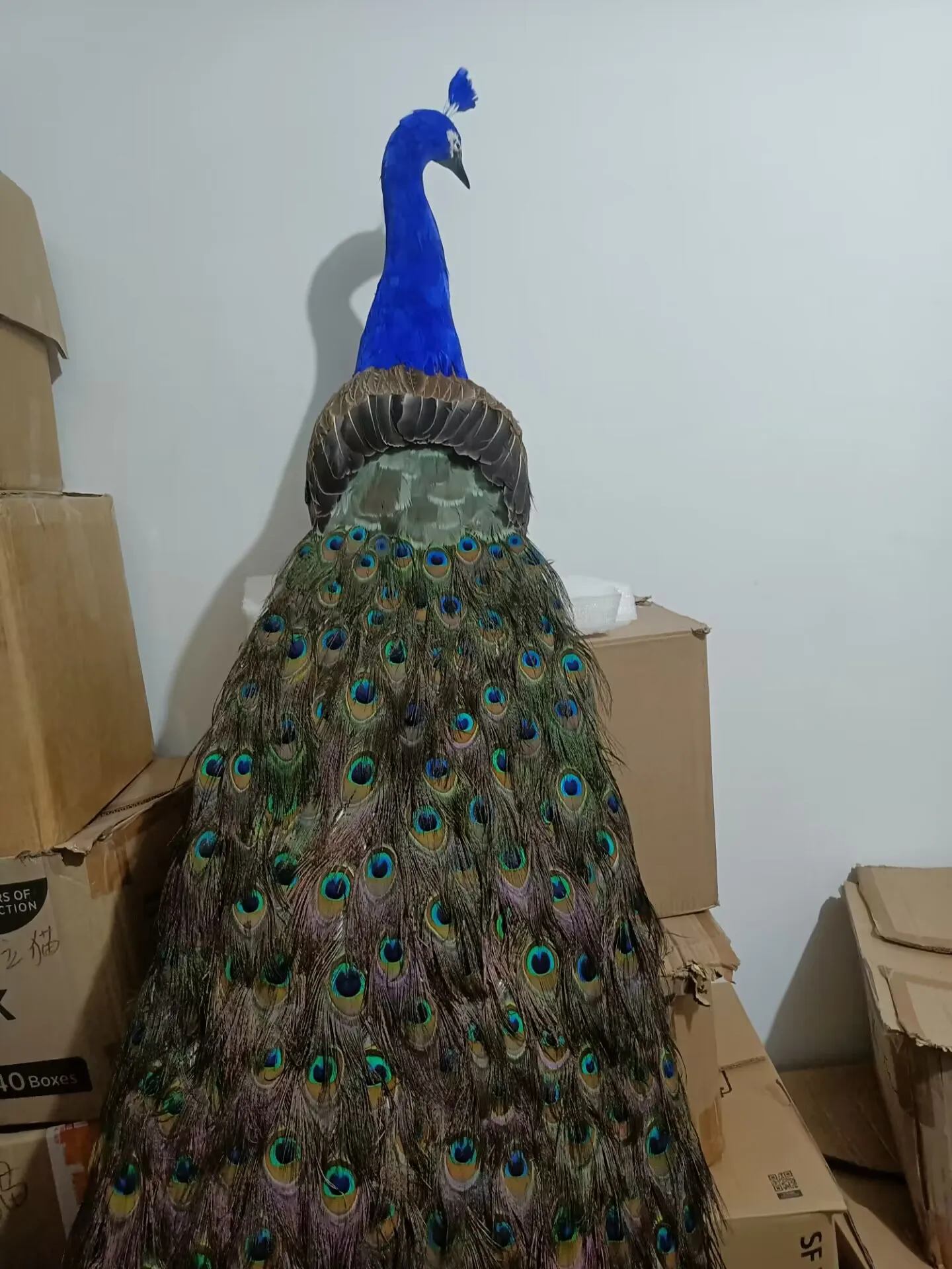 huge simulation peacock model foam&feather colorful peacock gift about 180cm xf2933