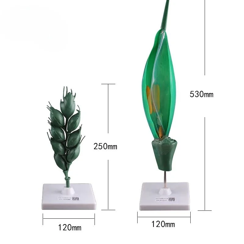 

Цветок Съемный бутон Структура Лист Эмбрион Разработка Моделирование Увеличение ушей