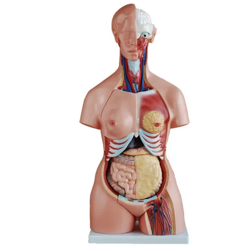 Medical Supplies Anatomy Teaching 21 Parts Tri-sex Human Torso Model 85CM