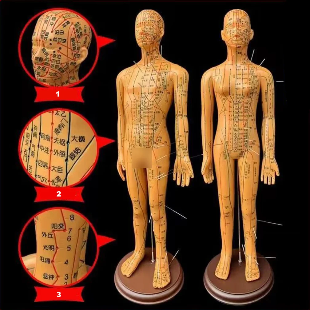 52Cm Human Body Acupuncture Model Female/Male Meridians Chinese Medicine Including Whole Body Acupuncture Points With Needle