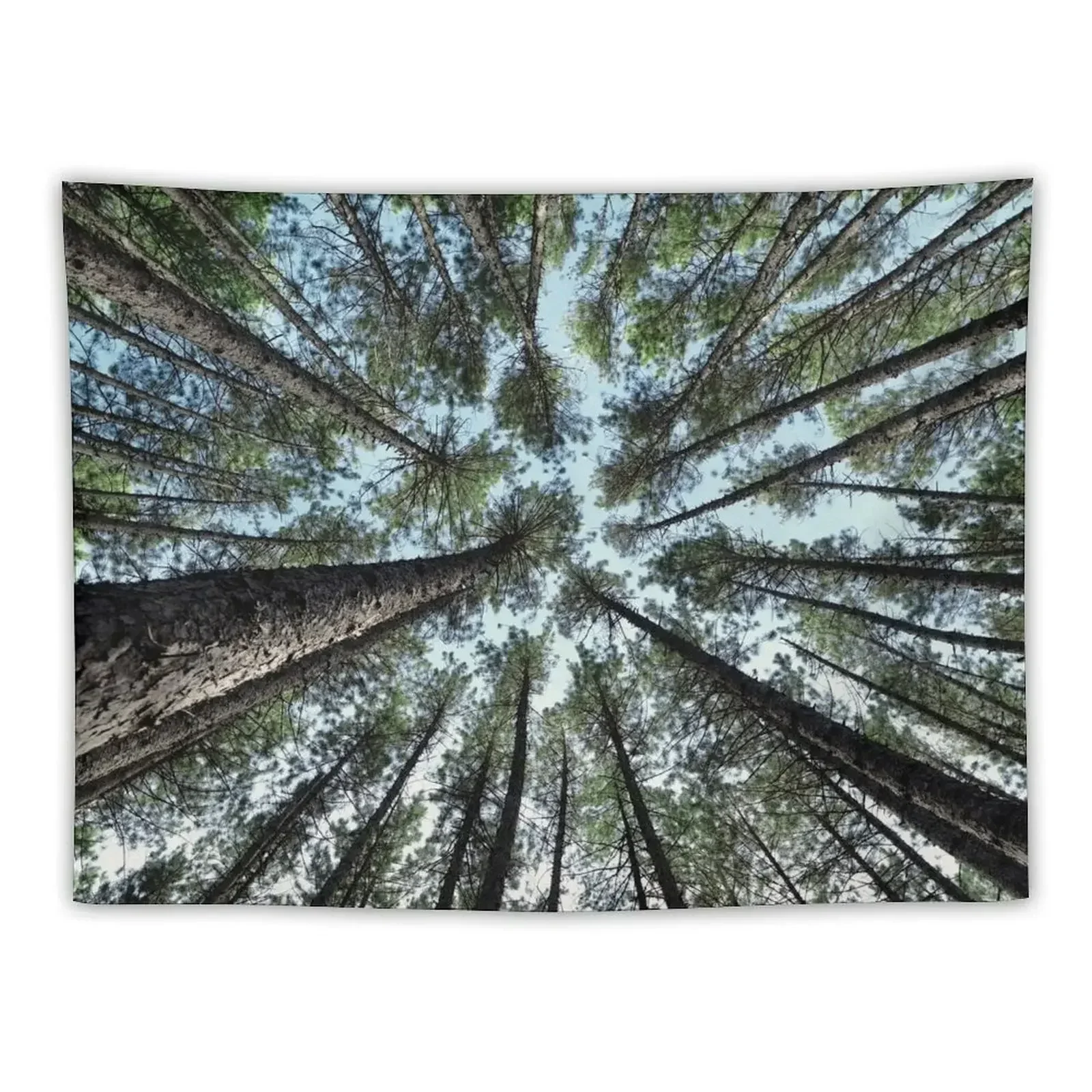 Tree tops of pine forest art photo print Tapestry Room Decor For Girls House Decorations Tapestry