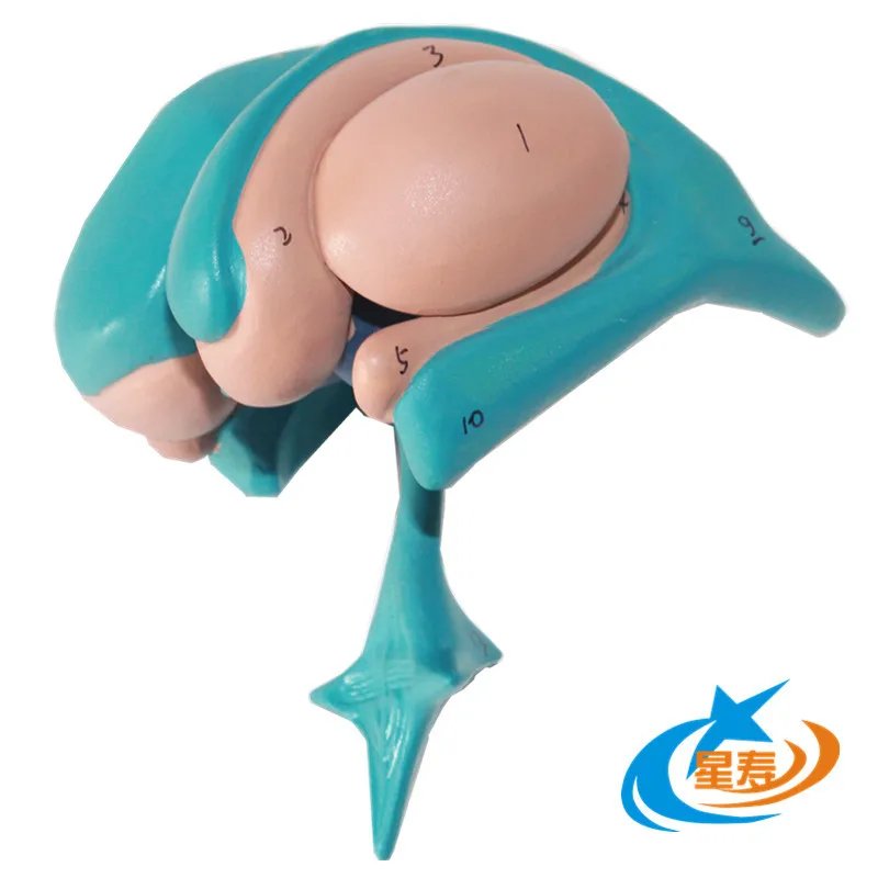 

Модель ядра основания мозга, модель ядра таламуса, ядро амгли Амиг Алая Таламус, ядро лentiform, мозг