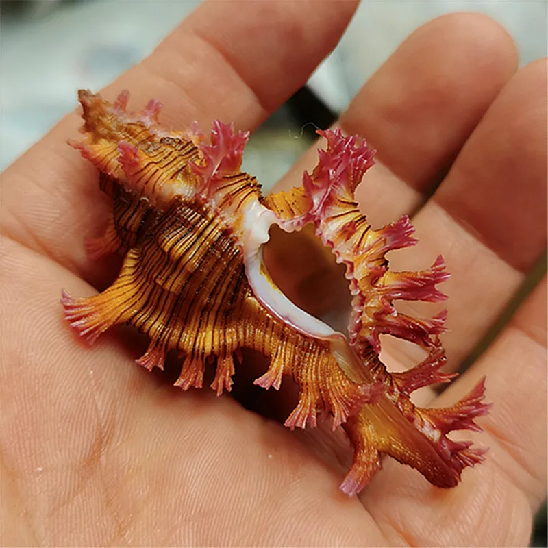 

Цикореус Саполии, Красивые тысячи рук улитки Цикореус Саполии (Sowerby 1841) Натуральный редкий образец раковины