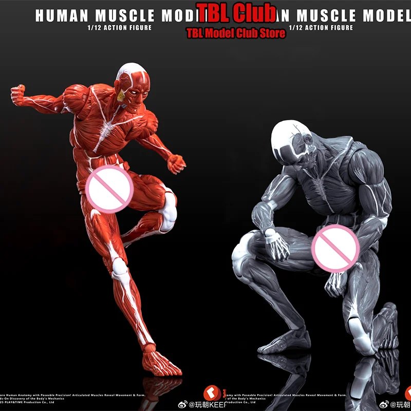 

1/12 Scale Human Muscle Vascular Distribution Model Drawing Photography Male Body Reference For 6-inch Action Figure Soldier