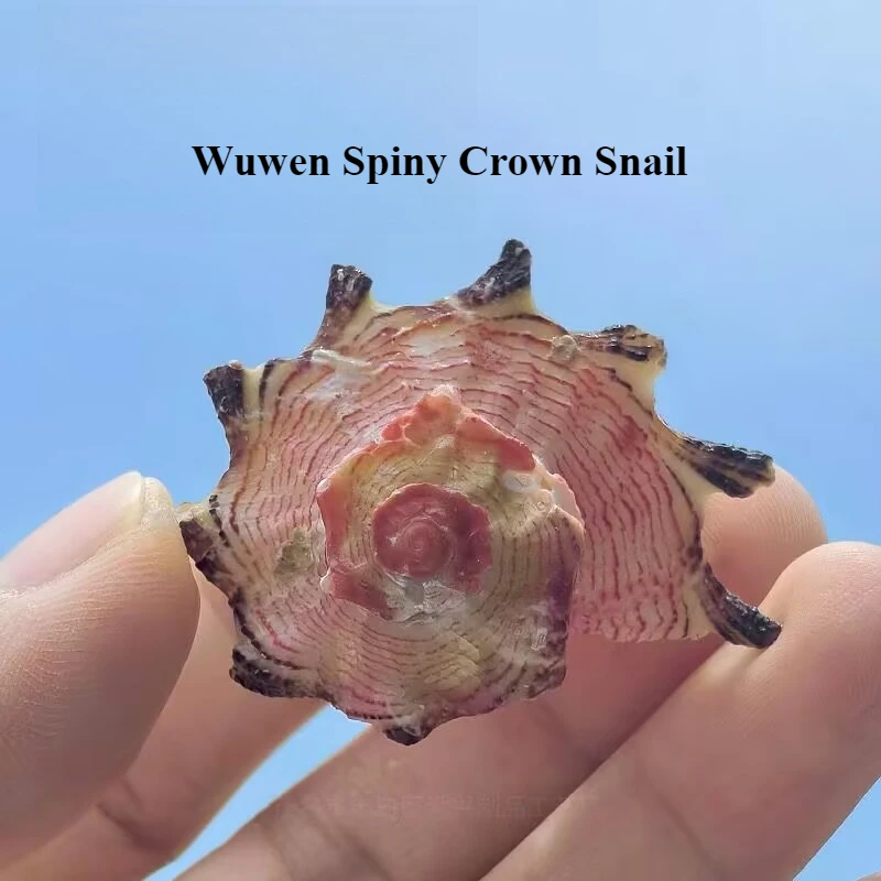 Natural Unknown Thorn Crown Snail Conch Shell Fish Tank Aquarium Landscaping Ornament Roll Fish Home Decoration High Quality