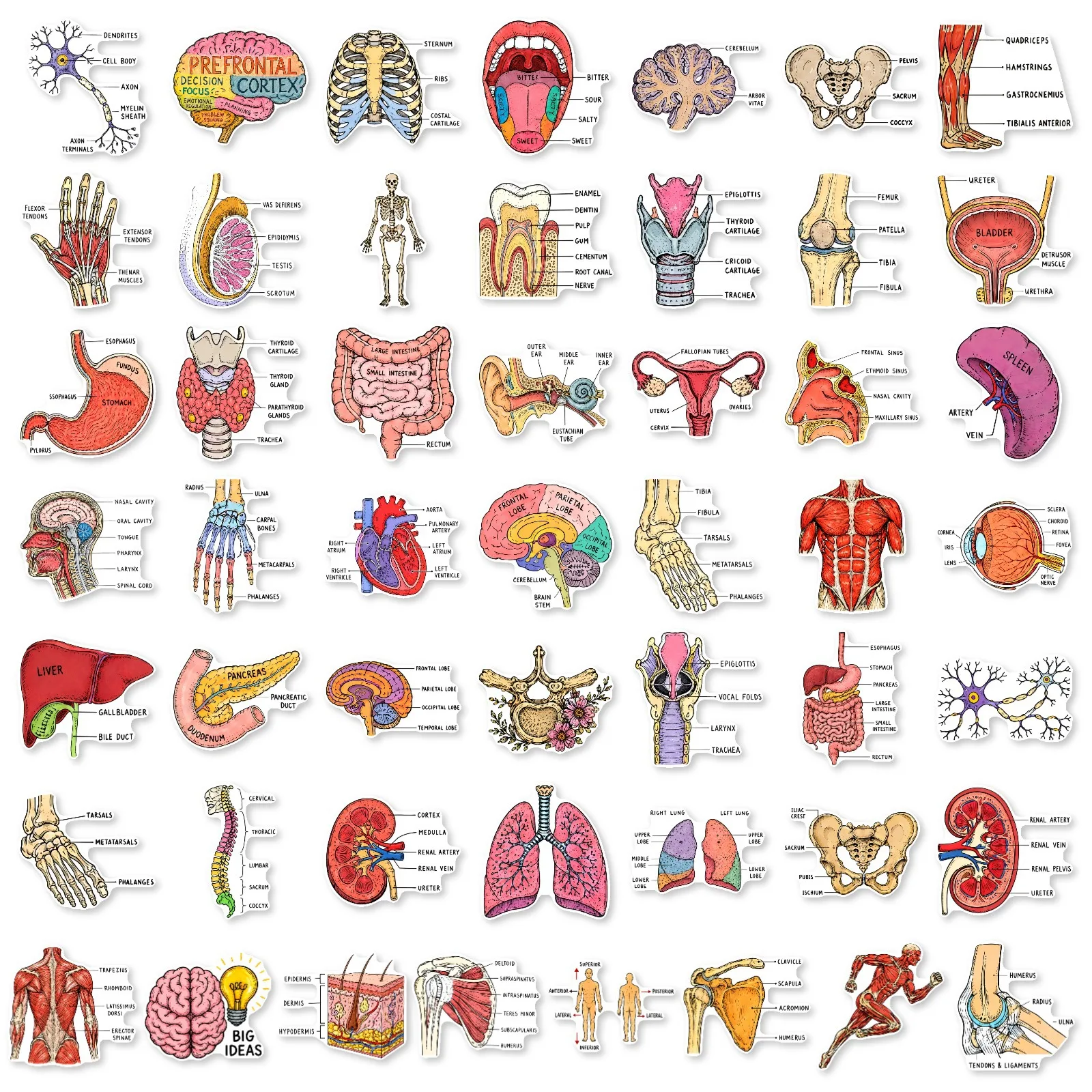 50pcs Human Organ Nerve Cells Creative Decoration Handbook Water Cup Stickers DIY Phone Laptop Notebook Suitcase Waterproof Gift