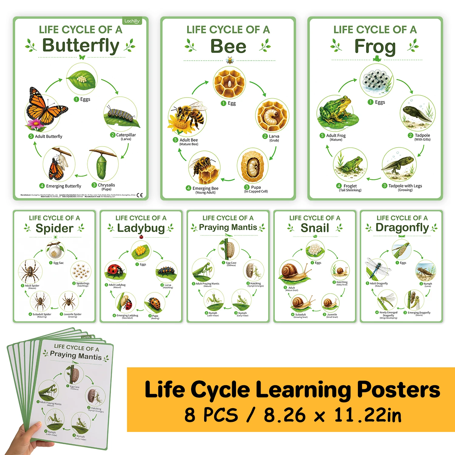 Life Cycle of Insect Posters for Kids Nature and Science Butterfly Bee Frog Ladybug Spider Snail Life Cycle Stage Learning Chart