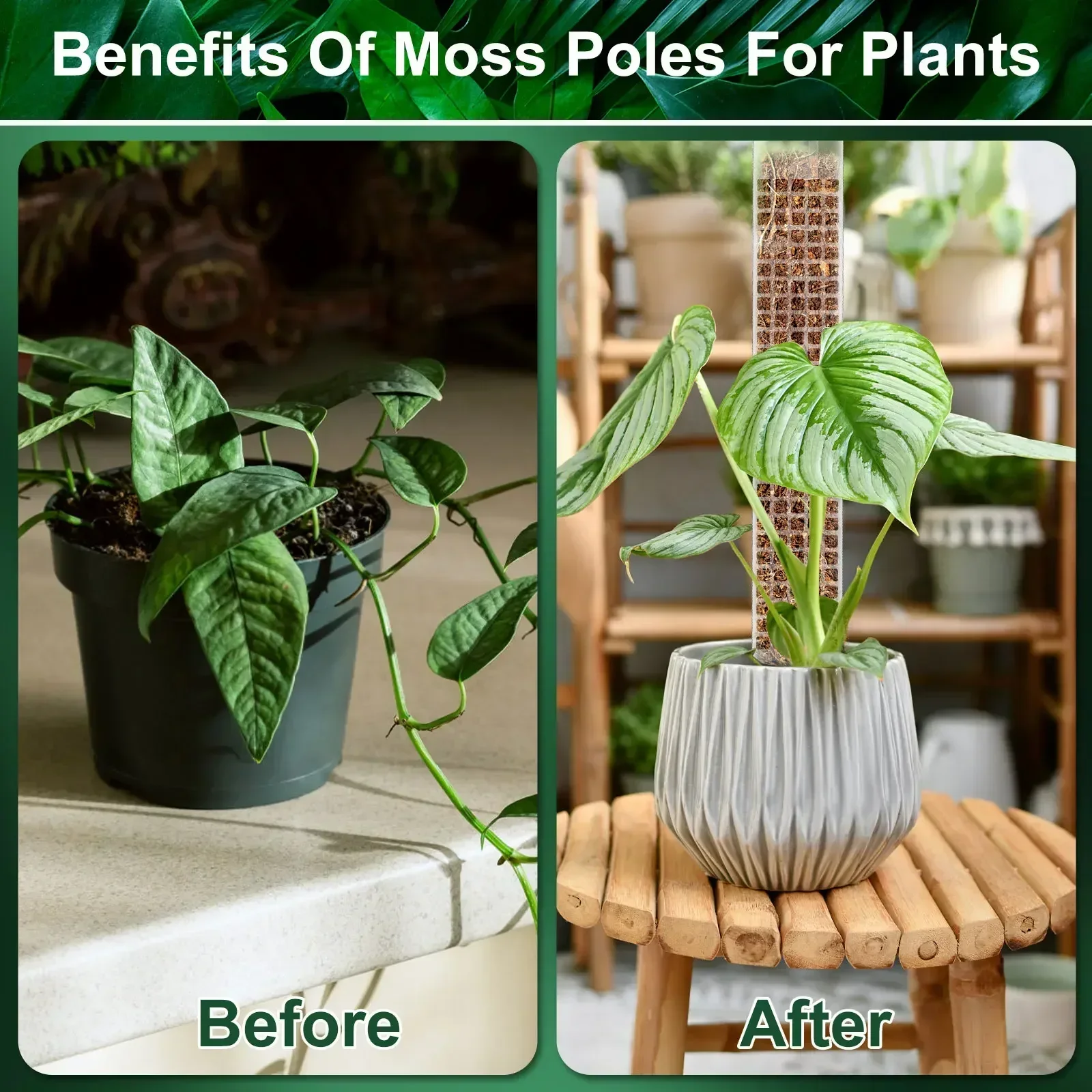 Pole De Musgo De Plástico para Plantas, Monstera Planta Polos para Escaladas, Suporte para Plantas de Interior com Musgo Sphagnum, 24 em