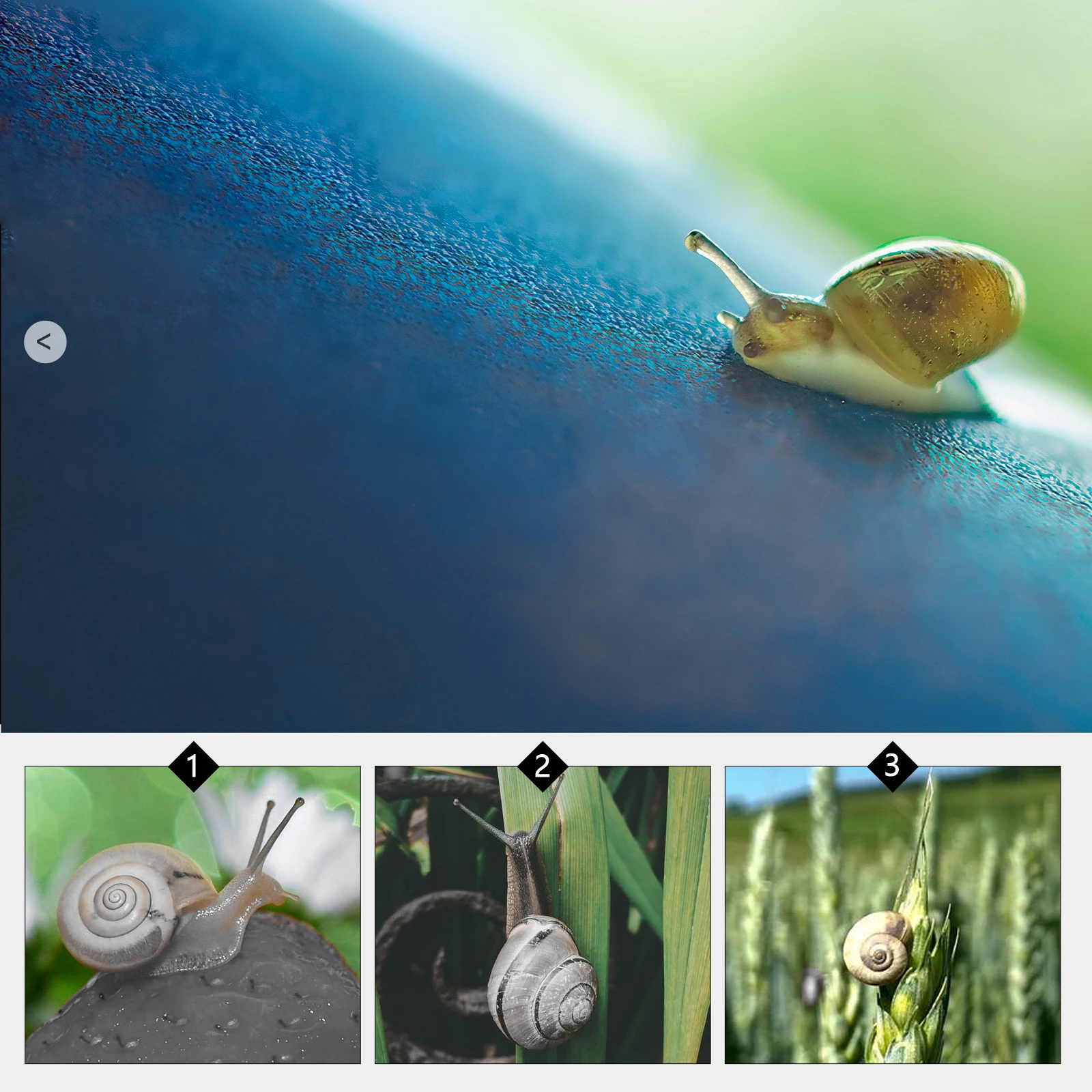 

2PCS Snail Trap Practical Catchers Eco Friendly Safe Garden Plastic Traps Simple Design Easy Clean Home Balcony Vegetable Garden