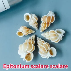 Epitonium Scalare Scalare Natural World Famous Snail Rare Sea Snail Specimens Collection Fish Tank Shell Crafts Sea Shells