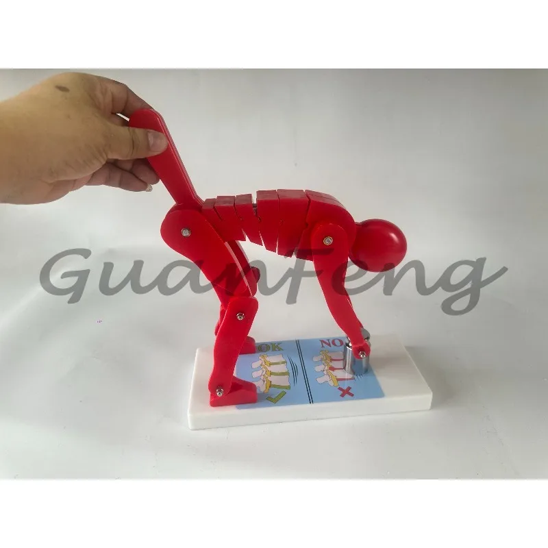 Human Weightlifting Spine Force Demonstration Model Fitness Weight Correct Posture Demonstration Waist Lumbar Protection