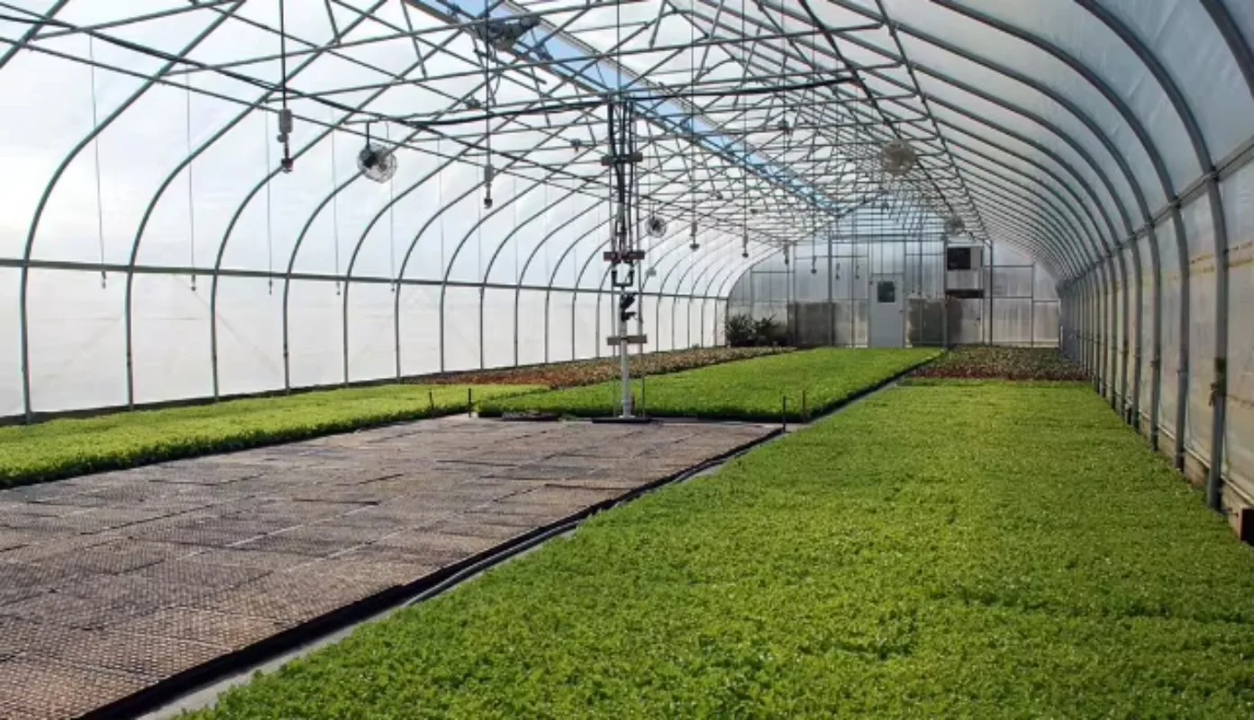 

8*20 м сельскохозяйственные пластиковые продукты теплицы производители пленочный туннель зеленый дом гидропонные зеленые домики Greenho