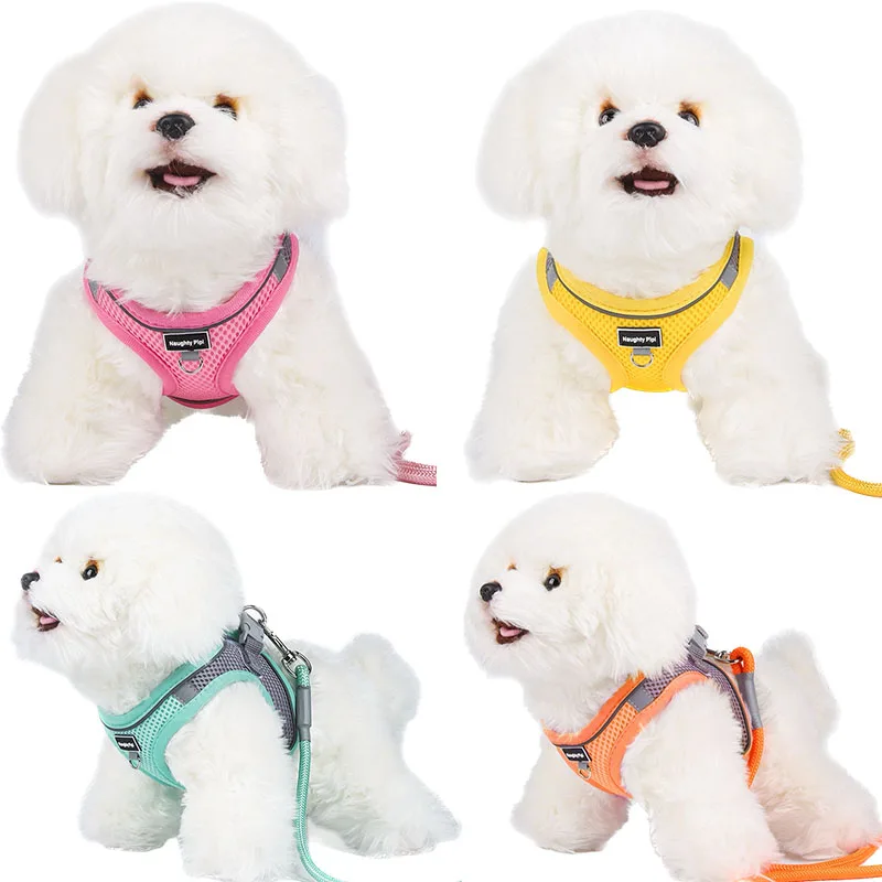 Pug in Dog Harness