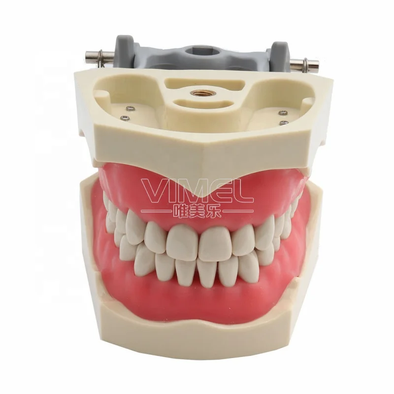 Dental Teeth Model Dental Teaching Model Standard Model with 32 Screw-in Teeth Demonstration Soft Gum