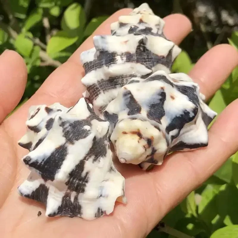Natural Shell Conch Cow Snail Hermit Crab Roll Shellfish Replacement Shell Fish Tank Landscaping Aquarium Decoration