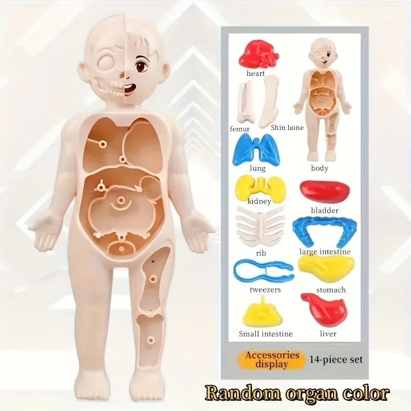 

1 шт. обучающая прозрачная модель туловища анатомии человека с выдвижными органами и набором инструментов, медицинская обучающая игрушка своими руками