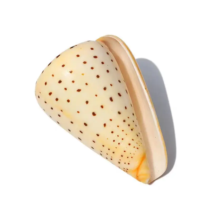 Conus Flavidus,Yellow Conch, Natural Sea Shell, Aquarium Decoration