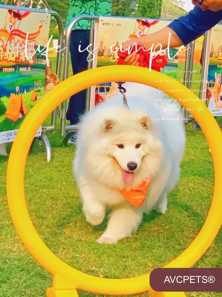 

Color Dog Sports Equipment Training Competition Universal Set Around The Pole Jump Hoop Hurdle Dog Trainings Supplies Equipment