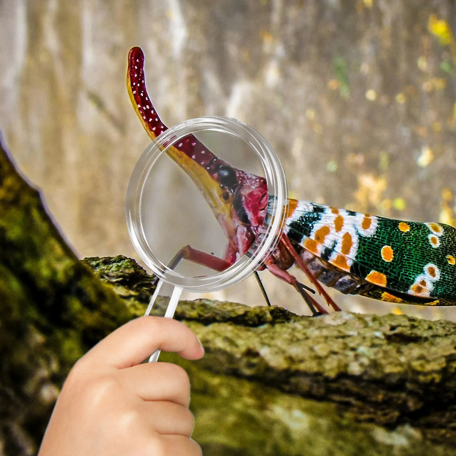 Lente d'ingrandimento per bambini portatile da 20 pezzi Esplora lente d'ingrandimento Strumento di lettura per osservazione biologica portatile Scienza Esplora fornitura