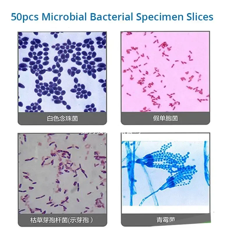 50pcs Microscope Glass Microbial Bacterial Fungi Mold Actinomycetes Specimen Slides Accesorio Telescopio Microscopio Laboratorio