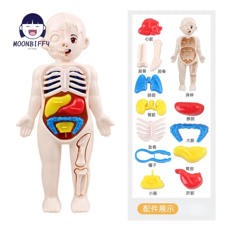 13-Piece Set Children\'s Science and Education 3D Human Body Organ Model DIY Assembled Medical Early Education Toys