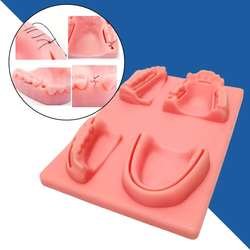 

Dental Suture Training Model with Teeth & Gum for Wound Closure Practice and Dentist Education
