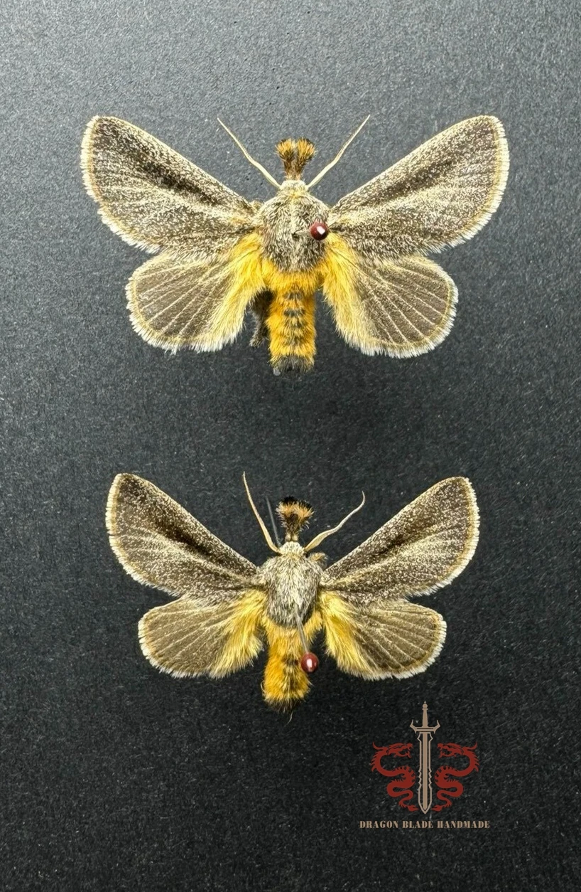 Moth specimen Susica sinensis, 1pc wings spread A1/A- high quality, Decorative Display Collection Gifts