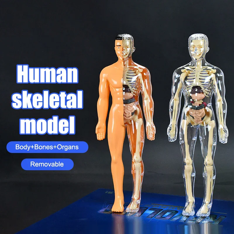 Model anatomiczny ludzkiego sz – Model Kit Simulator recenzja i cena