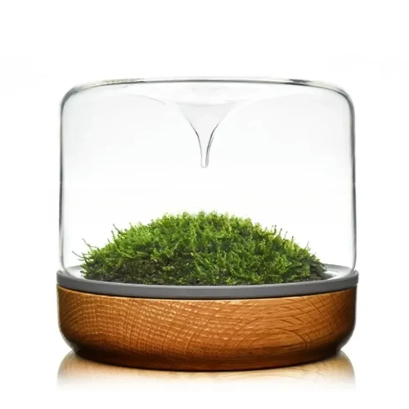 Geonature Momo-Geometric Natural Medium Moss Micro Landscape Bottle Solid Wood Bottom