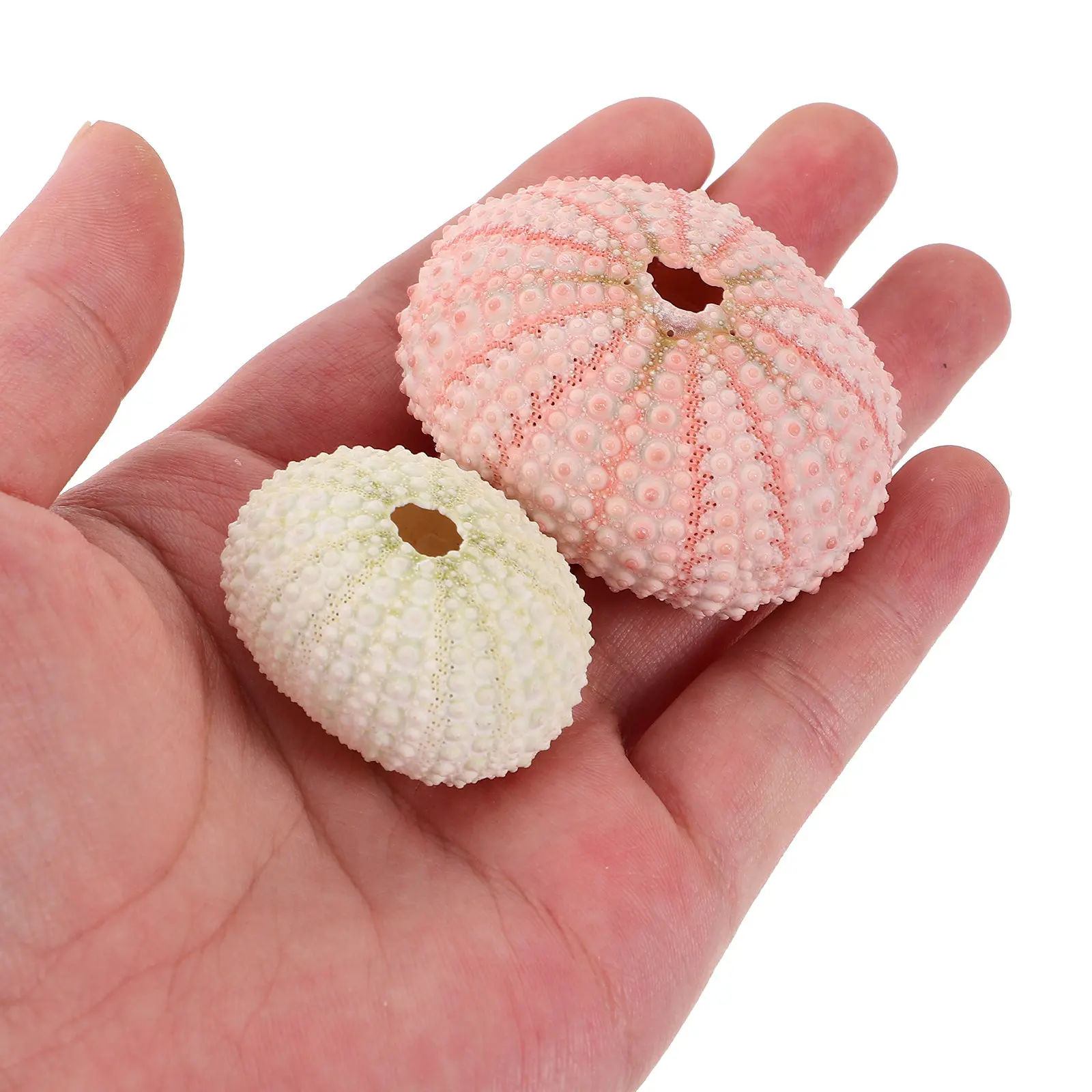 5 Piezas de Conchas de Erizo de Mar Naturales de Más de 4 cm, Macetas para Plantas Tillandsia, Macetas para Plantas Aéreas, Soportes para Suculentas, Manualidades DIY con Conchas de Erizo de Mar