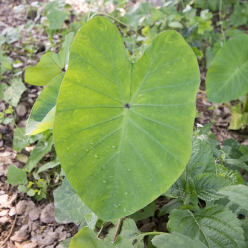 

1 пара сверхмощных латунных передних ступиц для гусеничных противовесов Trxs TRX4 1/10 RC