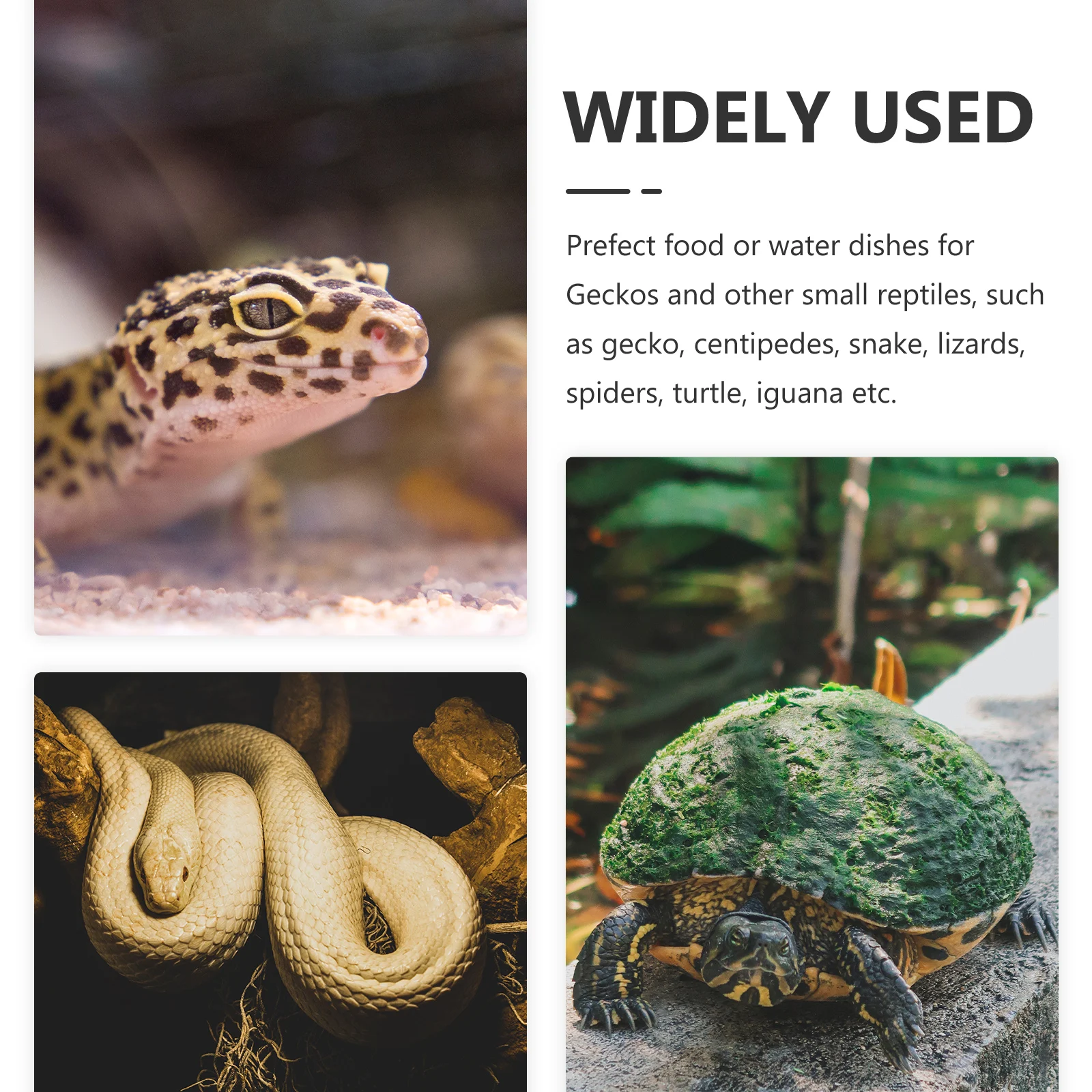 

Decorative Reptile Dish Resin Bowl Terrarium Water Snack Accessory Anti-Slip Design Spill Proof Premium Material Safe